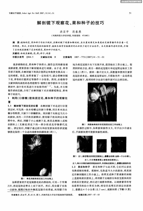 解剖镜下观察花、果和种子的技巧