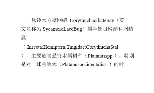 法桐方翅网蝽的危害