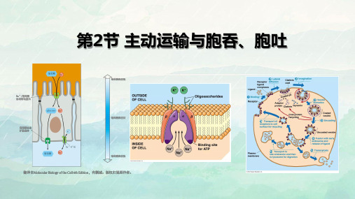 主动运输与胞吞、胞吐课件-高一生物人教版必修1