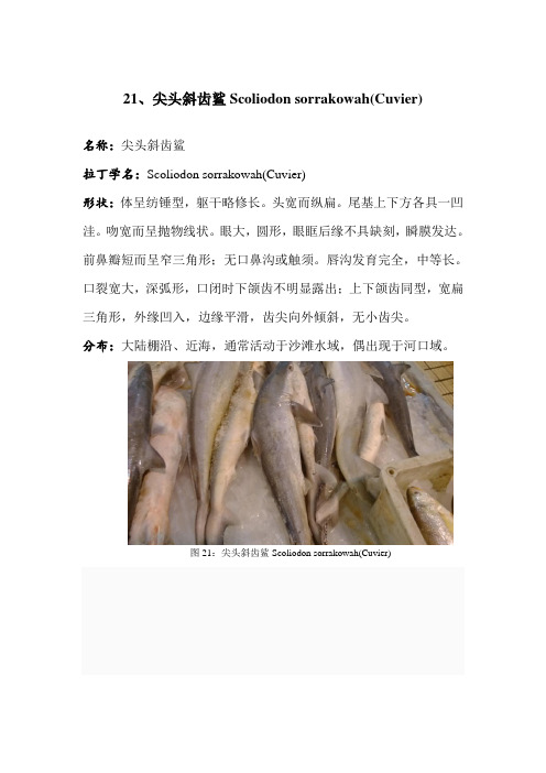 海洋生物学2