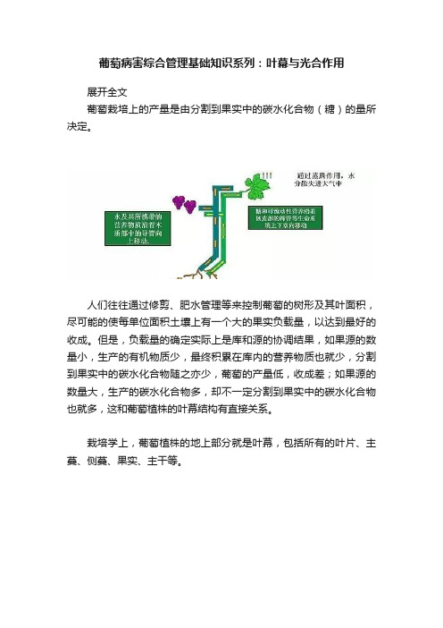 葡萄病害综合管理基础知识系列：叶幕与光合作用