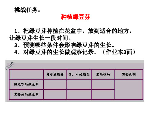 【教科版】五年级科学上册《观察绿豆芽的生长》