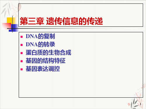 高考生物二轮复习遗传信息的传递PPT教学课件