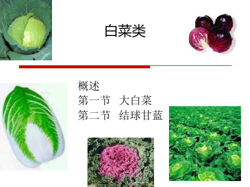 蔬菜栽培—白菜类蔬菜