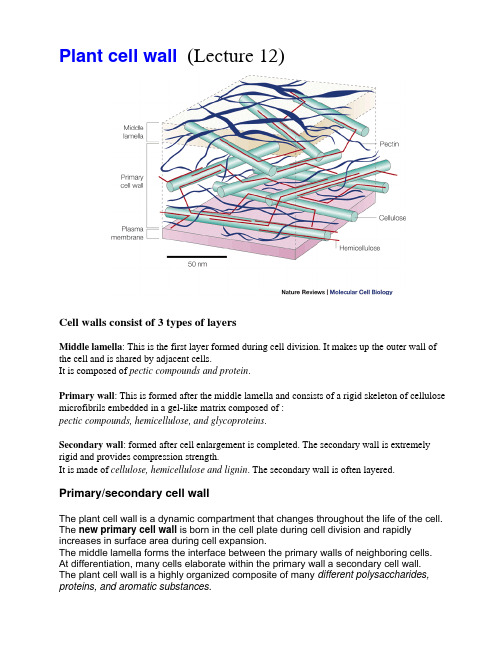 Plantcellwall（Lecture12）