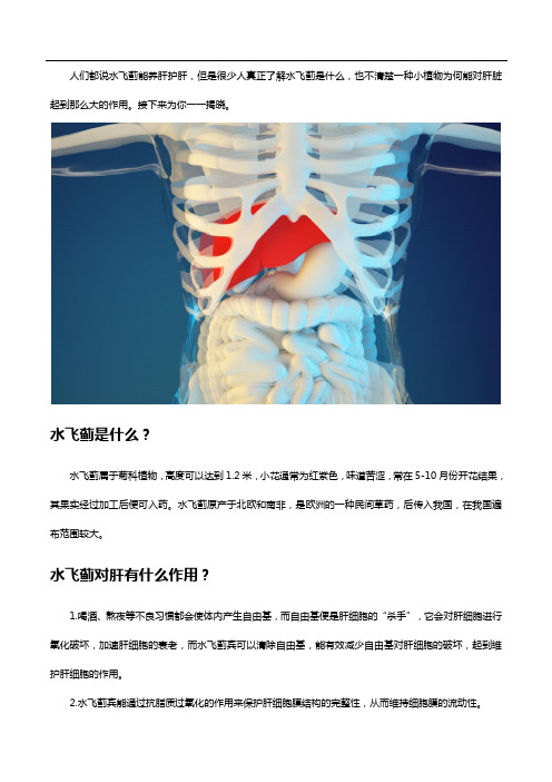 水飞蓟——人见人爱的“护肝使者”