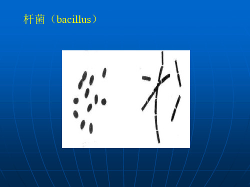 细菌的形态结构实验图片