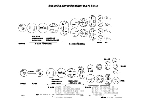 有丝分裂及减数分裂各时期图像及特点比较