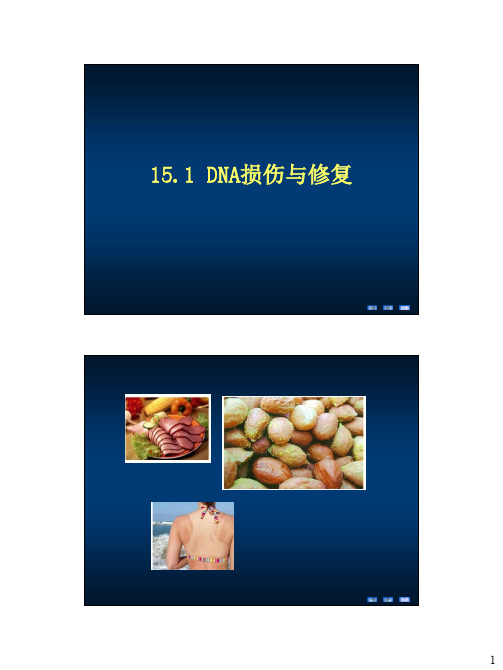 15.1DNA损伤与修复