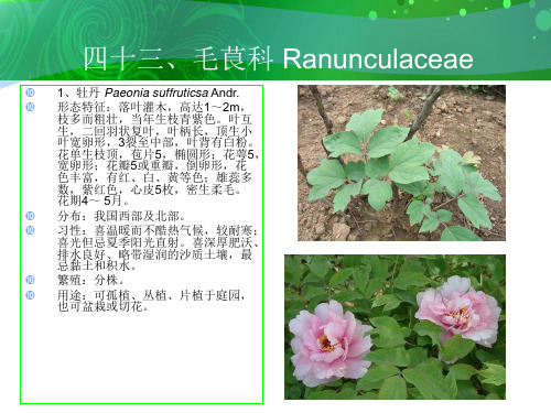 四十三毛茛科Ranunculaceae