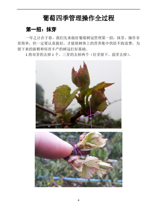 葡萄四季管理操作全过程