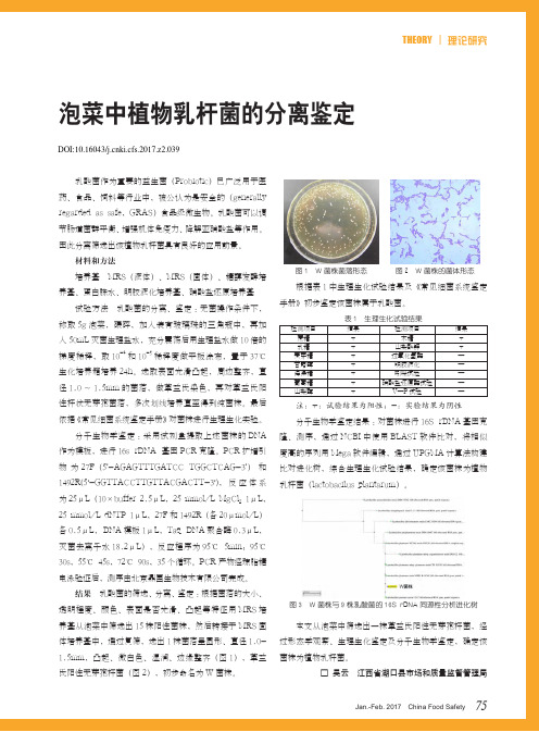 泡菜中植物乳杆菌的分离鉴定