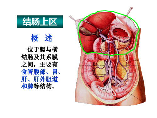 局部解剖学：14.结肠上区