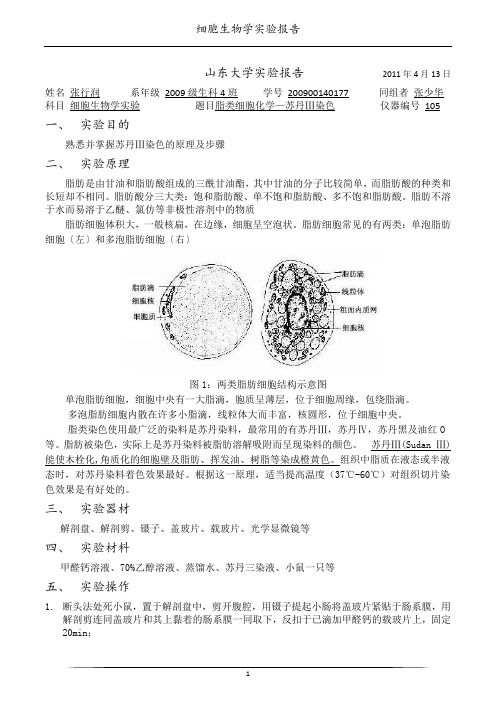 脂类细胞化学—苏丹Ⅲ染色