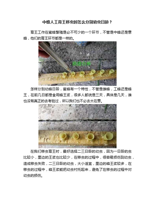 中蜂人工育王移虫时怎么分别幼虫日龄？