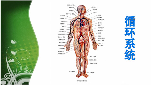 高中生物《循环系统》PPT课件