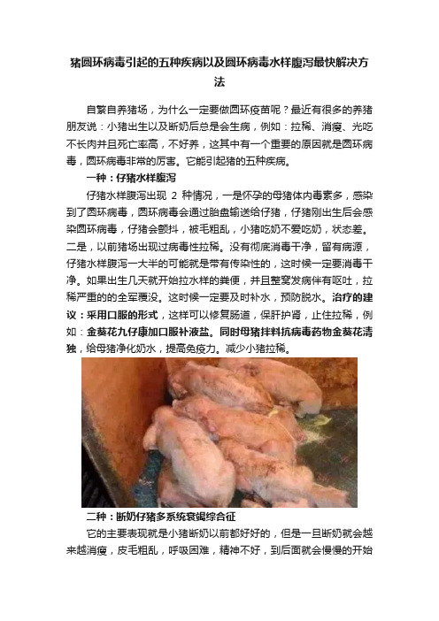 猪圆环病毒引起的五种疾病以及圆环病毒水样腹泻最快解决方法