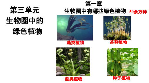 藻类植物课件2021---2022学年鲁科版生物六年级下册