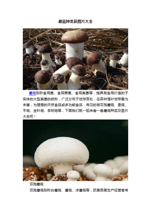 蘑菇种类及图片大全