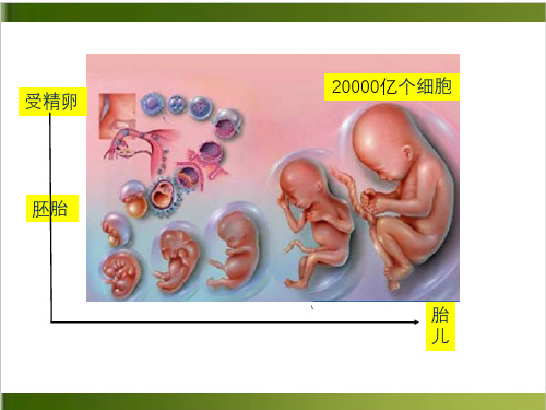 基因的选择性表达及表观遗传课件24张