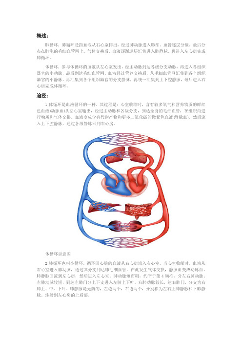 肺循环和体循环途径示意图