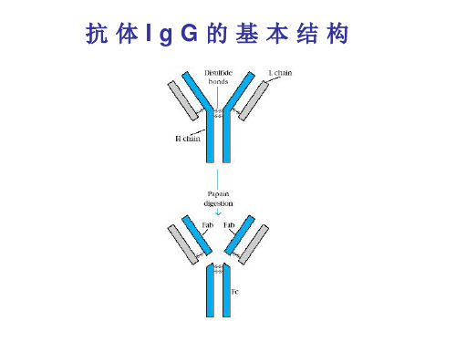 B细胞和T细胞PPT课件