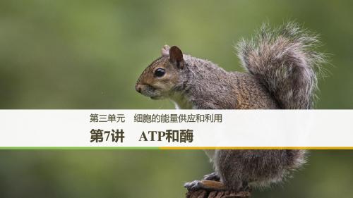 2018-2019高中生物大一轮复习讲义：第三单元+细胞的能量供应和利用+第7讲+课件(114张)