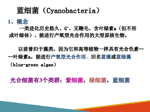 细菌的纯培养技术—识别常见原核细胞生物