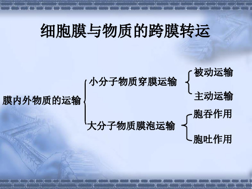 细胞膜与物质的跨膜转运 小分子物质的穿膜运输