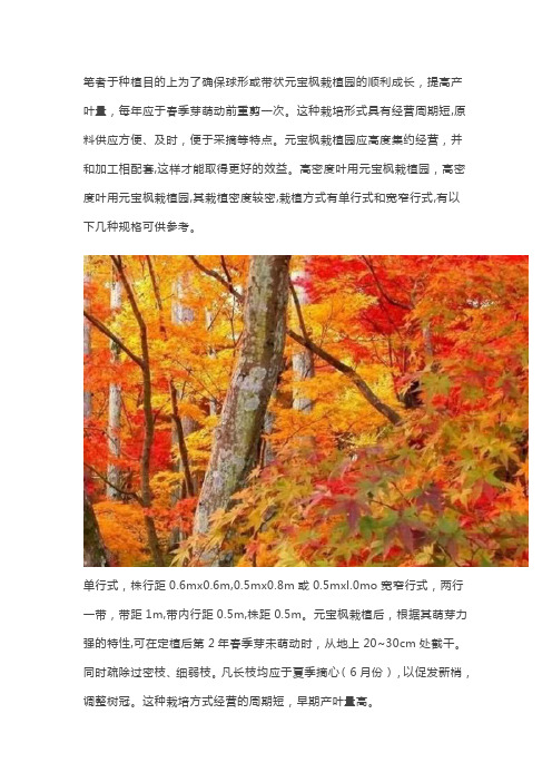 这六个大优点,让你决定栽培元宝枫,又方便管理又可美化