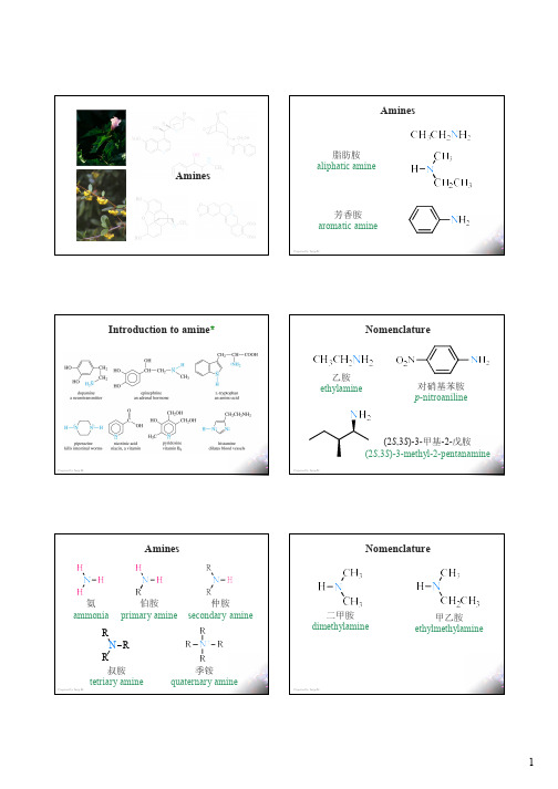 有机化学-胺