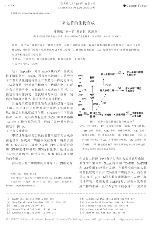 三萜皂苷的生物合成