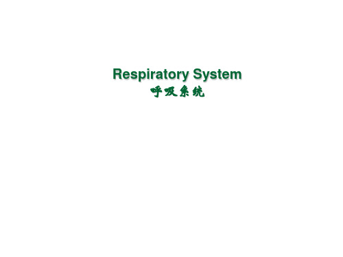 系统解剖 呼吸系统 英文版.Respiratory system