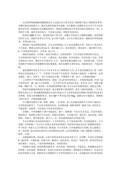 构树是什么树