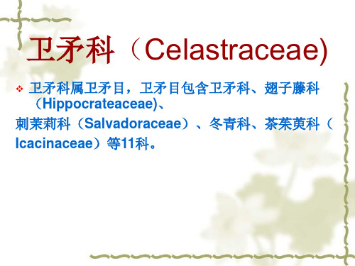 卫矛科(Celastraceae)