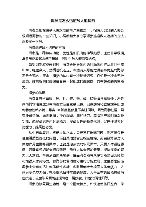 海参是怎么逃避敌人追捕的