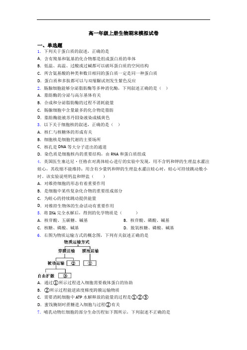 高一年级上册生物期末模拟试卷