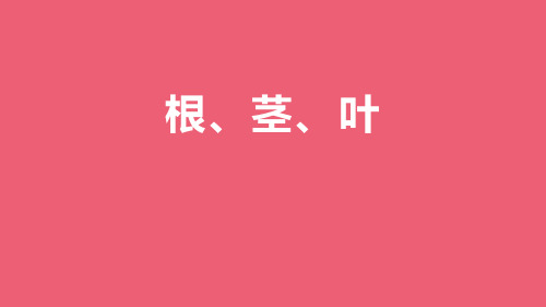 人教版三年级科学下册(根、茎、叶)教学课件