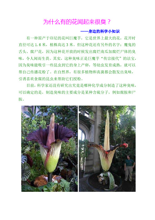 为什么有的花闻起来很臭