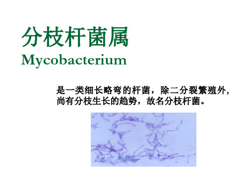 结核分枝杆菌属