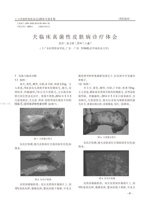 犬临床真菌性皮肤病诊疗体会