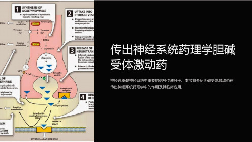 传出神经系统药理学胆碱受体激动药