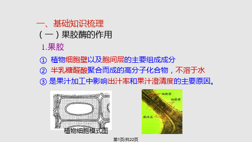 《果胶酶在果汁生产中的作用》PPT课件