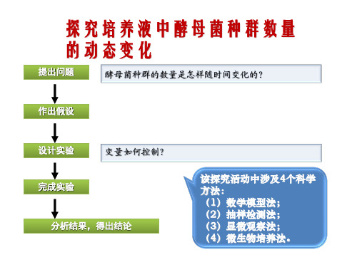 酵母菌的计数