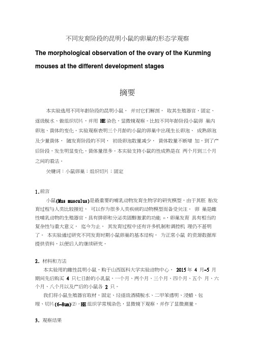 不同发育阶段小鼠的雌性生殖器官变化