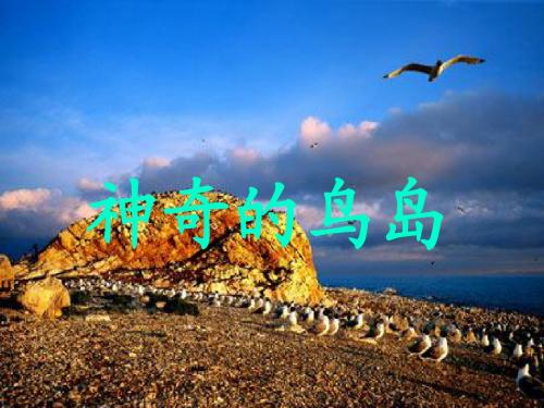 ppt课件A版语文第七册神奇的鸟岛课件