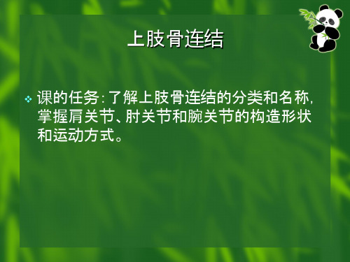 运动解剖学11上肢骨连结