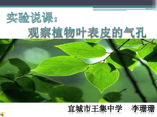 观察植物叶下表皮气孔