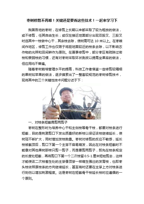 枣树修剪不再难！关键还是要看这些技术！一起来学习下