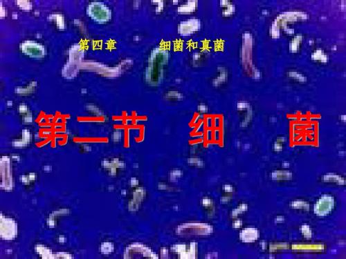 人教版八年级生物上册第四章第二节细菌